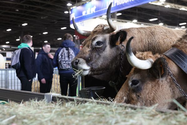 Le salon de l'agriculture se tient jusqu'au 5 mars 2023 à Paris.