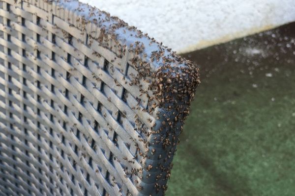 Les punaises de céréales envahissent les jardins d'un lotissement de Chavanoz en Isère