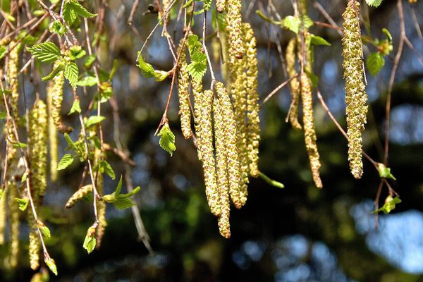 Fleurs à pollen