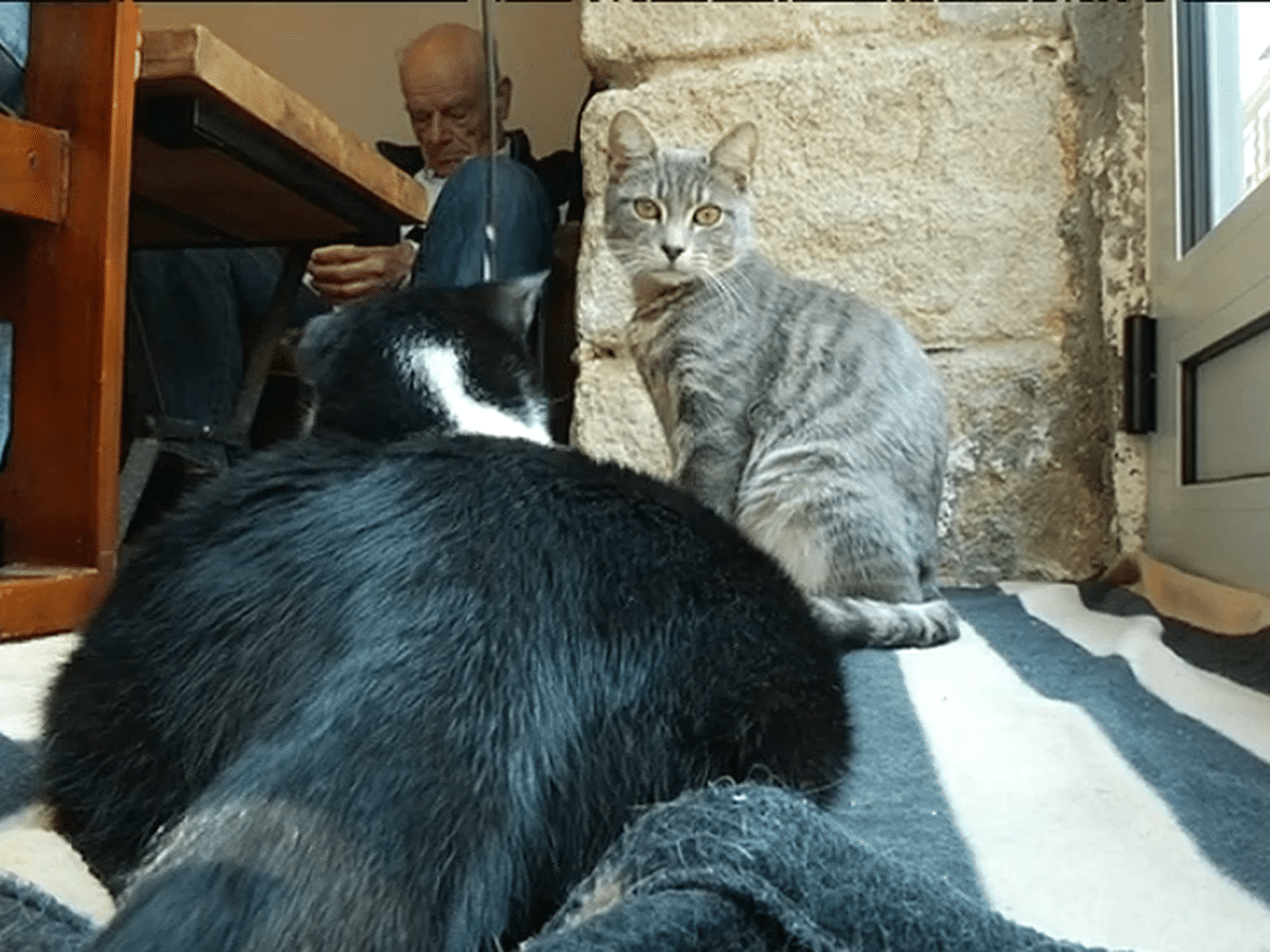 Video Nantes Le Premier Bar A Chats Vient D Ouvrir