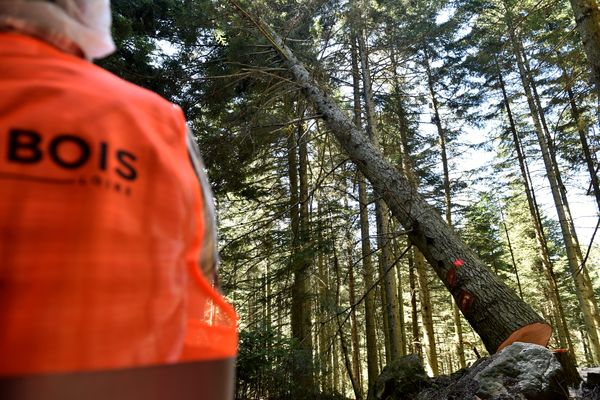 Les accidents de bûcheronnage sont très régulièrement des accidents graves comme la chute d'un arbre sur une personne.