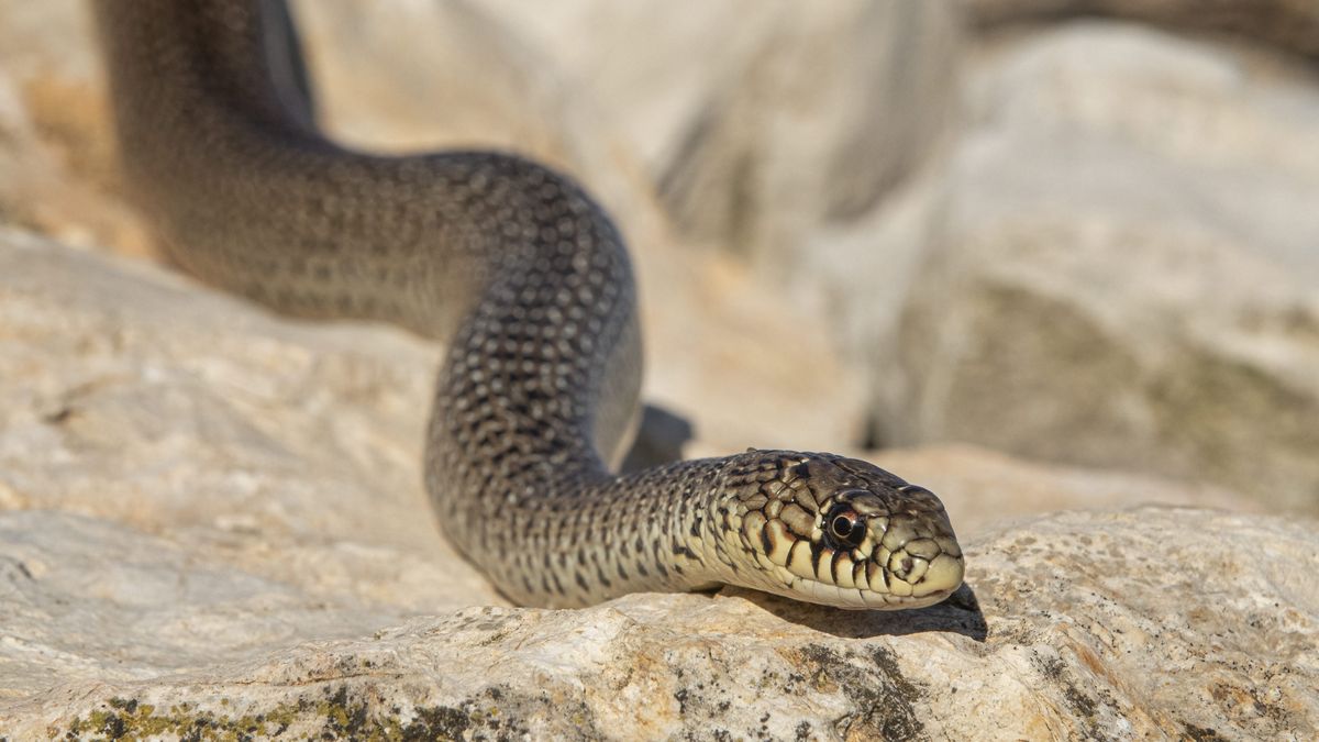 Sarthe Un Serpent Remonte Les Canalisations Pendant Qu Une Habitante Se Douche