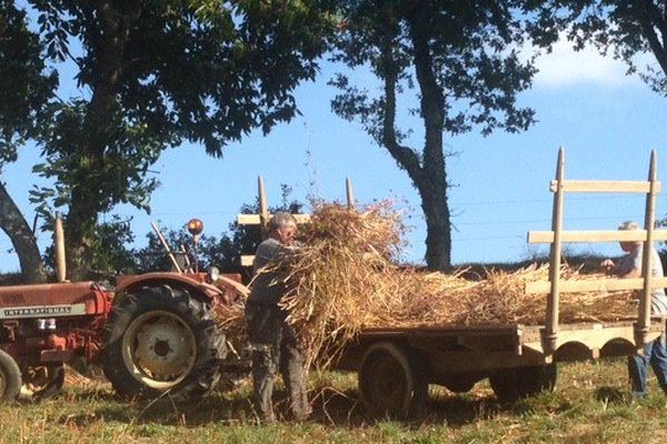 Aprés la récolte, les bénévoles de l'Association Sarrasin chargent les gerbes comme autrefois