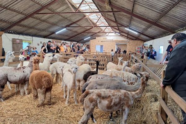 L'élevage d'alpagas de la Cour Farroux fait portes ouvertes.