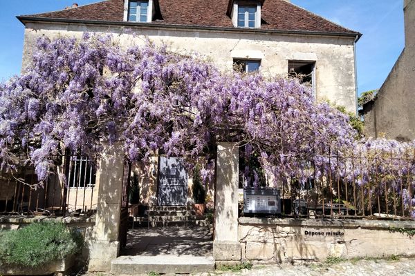 La glycine de l'hôtel Les Glycines de Vézelay (Yonne).