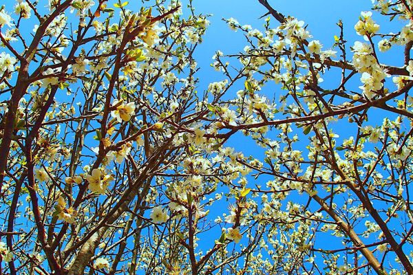 Le printemps fait fleurir les arbres