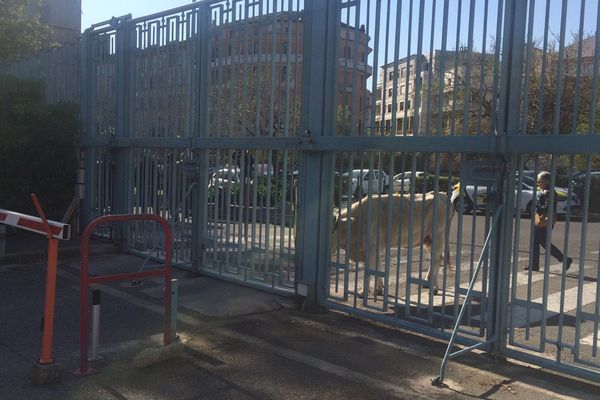 ARCHIVES - Un bovin devant les grilles de la préfecture de Haute-Corse, lors d'une manifestation des agriculteurs le 20 avril 2015