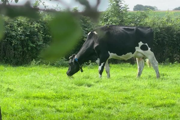 Vingt-deux nouvelles suspicions de fièvre catarrhale ovine de sérotype 3 (FCO-BTV-3) ou "maladie de la langue bleue", ont été recensées dans le département du Nord et de l'Aisne.