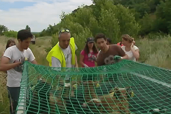 Tonte pastorale à Givors - Des ovins placés ce lundi le long des voies sur une parcelle de 200m2.