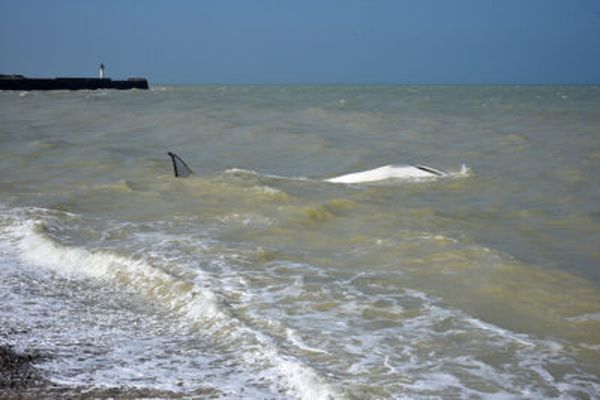 Un rorqual commun s'est échoué sur une plage de Saint-Valéry-en-Caux ce mercredi 19 avril 2023