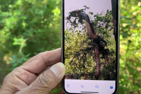 Le boa relâché par son propriétaire à Gréasque photographié ici par un habitant samedi près de l'école et du stade est toujours dans la nature.