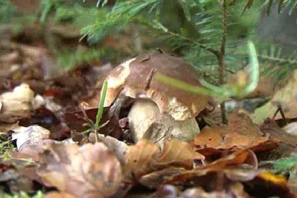 La saison des champignons a débuté