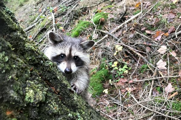 Les ratons laveurs, espèce exotique invasive, sont de plus en plus nombreux dans le Grand Est, l'Auvergne et la Gironde.