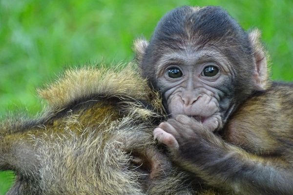 Un bébé singe, macaque de Barbarie