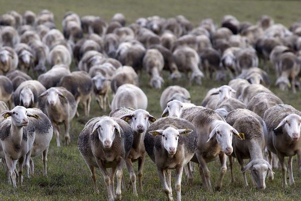 Un troupeau de brebis sur le plateau du Larzac