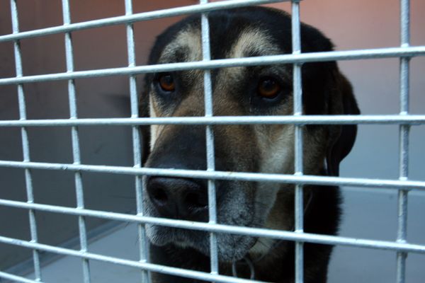 Une dizaine de chiens sont déjà morts de la parvovirose, un virus mortel et très résistant, à Crest (Drôme). Image d'illustration.