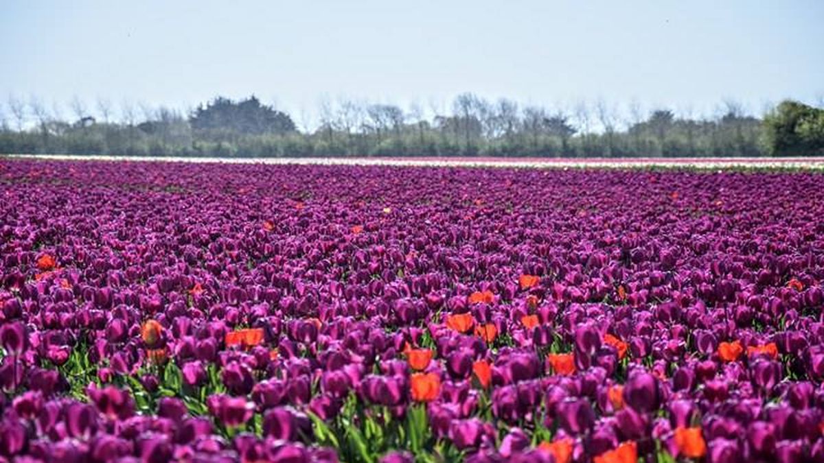 Les Producteurs De Tulipes Et De Bulbes De Fleurs Du Pays Bigouden Dans La Tourmente Du Coronavirus