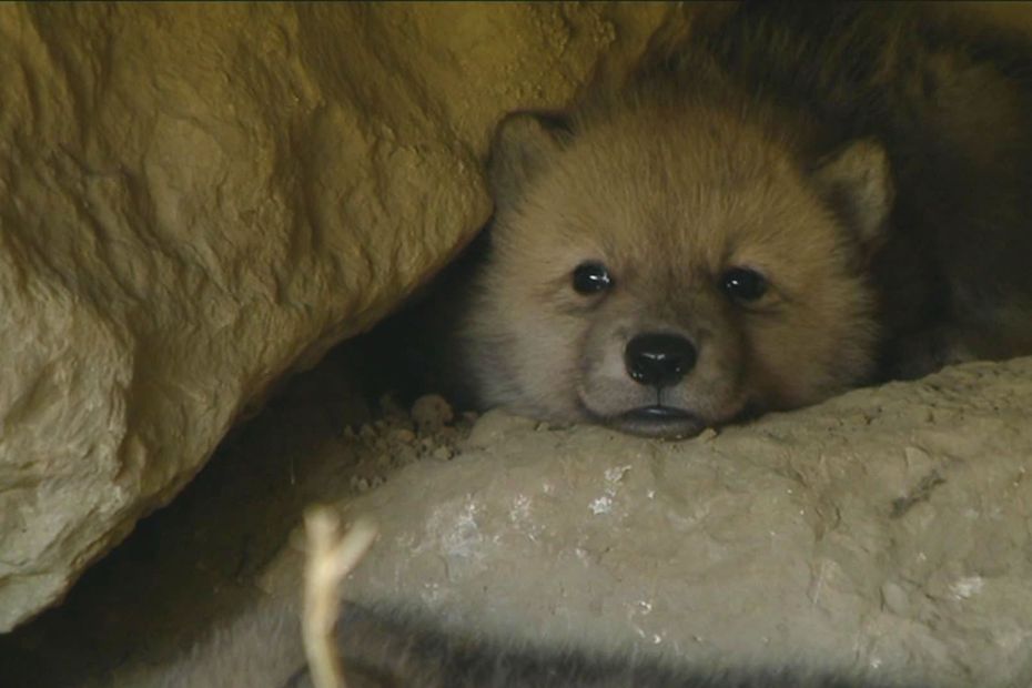 Video Naissance De Trois Loups Arctiques Au Parc Zoologique De Fitilieu En Isere