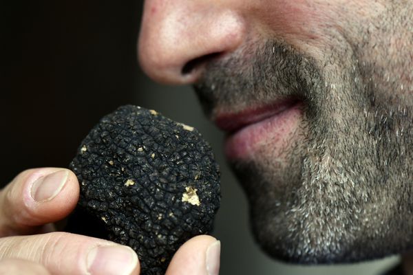 La Région Grand Est veut développer la culture de la truffe. (archives)