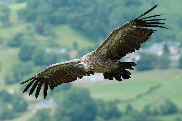 Le vautour-fauve, l'un des plus grands rapaces en France, planeur exceptionnel. 