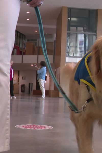 Au tribunal judiciaire de Bourg-en-Bresse, les victimes peuvent compter sur la présence d'un partenaire rassurant. Toundra, jeune Golden Retriever de deux ans, est là pour les apaiser et leur donner confiance.