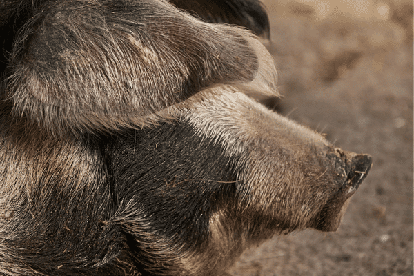 Groin-Groin, le sanctuaire des cochons abandonnés