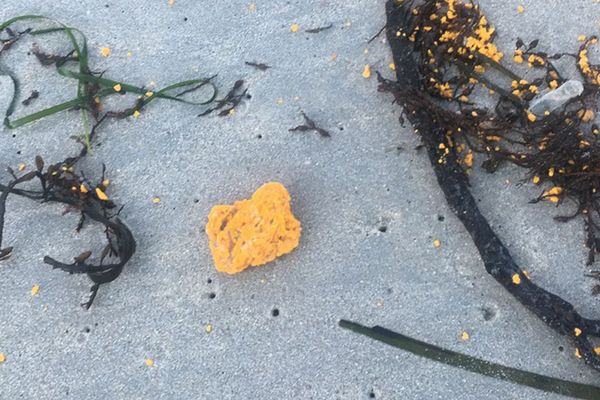 Des boulettes jaunes observées sur la plage du Ster à Penmarc'h