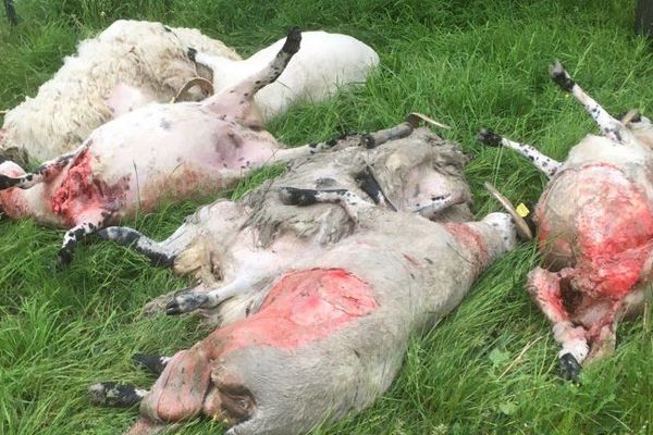 Madame Louis a constaté la mort de ses bêtes au petit matin, alors qu'elle venait pour les nourrir, ce dimanche 13 mai.