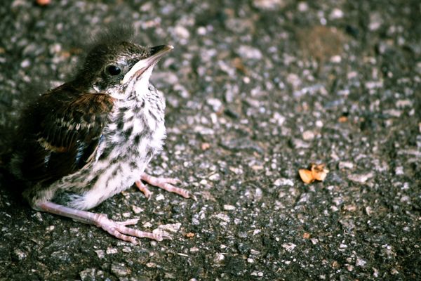 Au printemps, il est fréquent d’observer de jeunes oiseaux, dans les nids, mais aussi au sol.