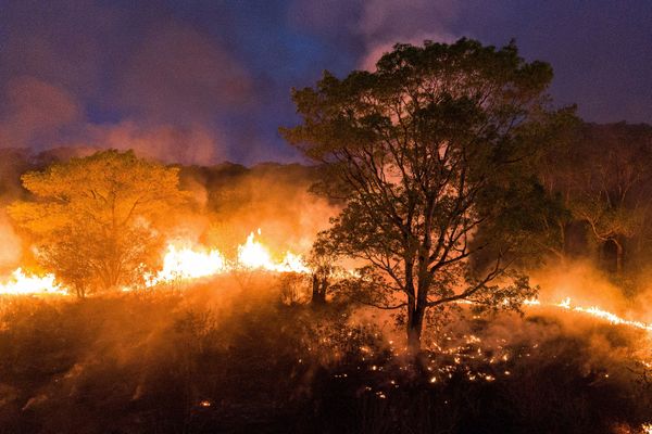 Un feu fait rage dans le Pantanal, une région de l'état du Mato Grosso. 