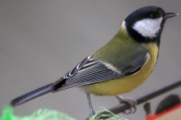 Une mésange charbonnière