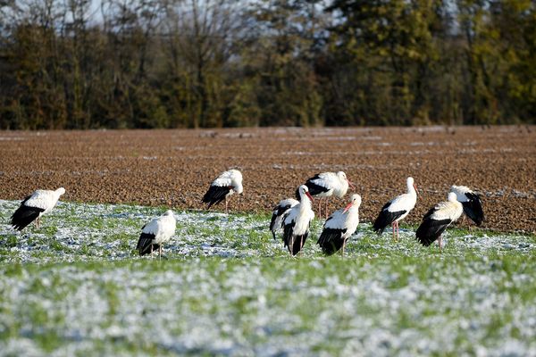 Plusieurs groupes de cigognes ont été aperçus ces derniers jours en Franche-comté, notamment dans le Doubs. (Photo d'illustration)