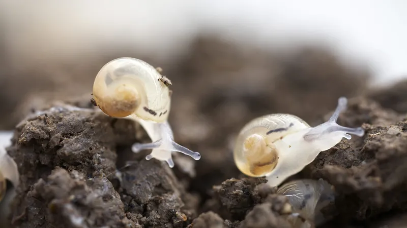 Escargots de Bourgogne, petit-gris, gros-gris… Avant Noël, on vous aide à  choisir pour votre réveillon