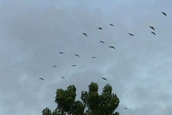 Le ciel de Rochefort et ses corbeaux