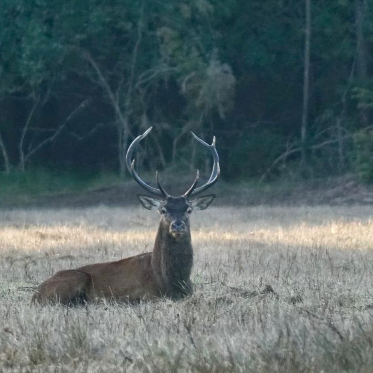 Le BRAME du CERF – Jean-Marc L'HOTEL