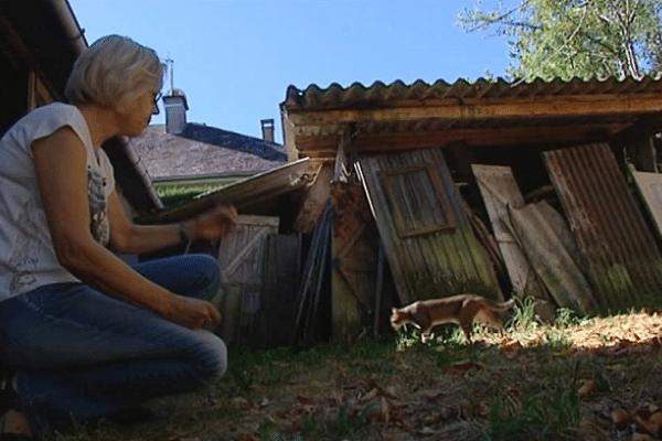 F3 Limousin - Ghislaine Dubost face à un des chats empoisonnés de Bort-les-Orgues