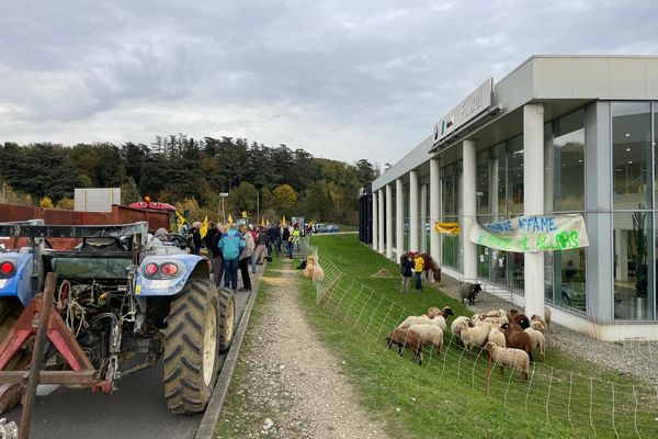 Une petite vingtaine de moutons et un cheval ont pris place sur le terrain de la concession BMW de Valence