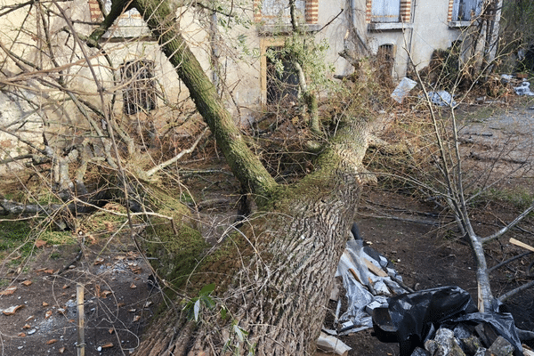 Des chutes d'arbres ont été signalées à Cendras dans le Gard ce mercredi 3 janvier 2018