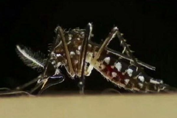 Le moustique "Aedes Aegypti", dit moustique-tigre