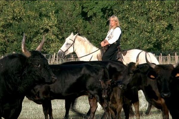 Les fées des bious, ce sont ces très rares femmes qui ont choisi, en Camargue, d'élever des troupeaux de ces bêtes sauvages