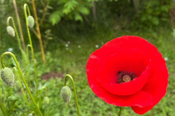 Plus que gentil, il est surtout joli le coquelicot.