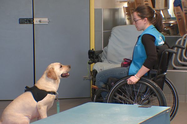 L'association Handichiens forme des chiens pour venir en aide aux personnes handicapées