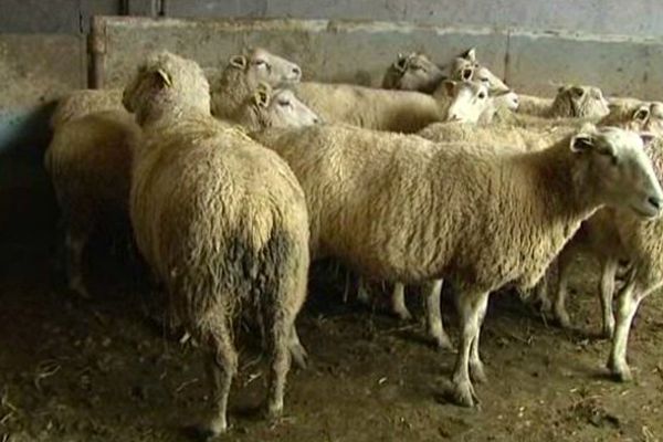 des moutons au lycée de Mirecourt, où la sélection se déroulait