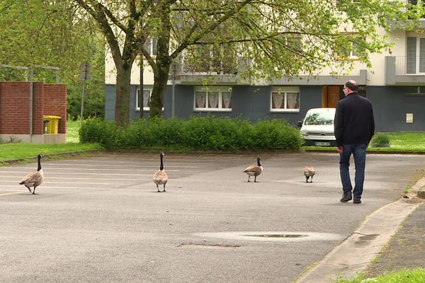 Les oies Bernache cohabitent avec les joueurs de football châlonnais depuis près de trente ans.