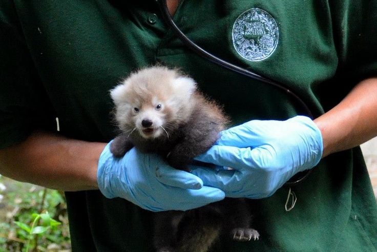 Naissance De Deux Pandas Roux A La Menagerie Du Jardin Des Plantes De Paris