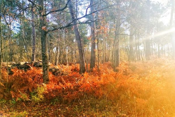 Rayons de soleil à travers la forêt de Morton (86)