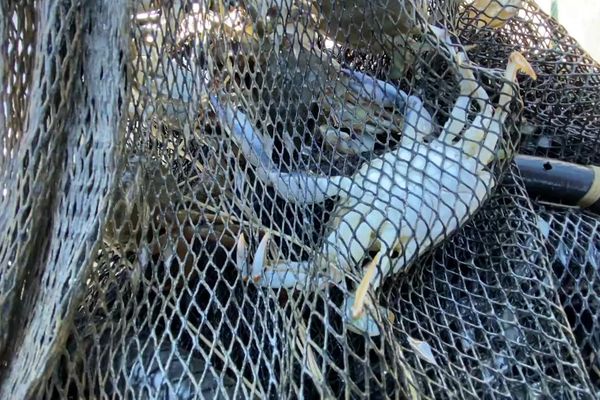 Dans leurs filets, les pêcheurs du Var remontent de plus en plus de crabes bleus, au détriment d'autres espèces.