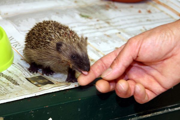 Hérissons, oiseaux, écureuils blessés : un numéro d'urgence pour sauver la faune sauvage en Bretagne