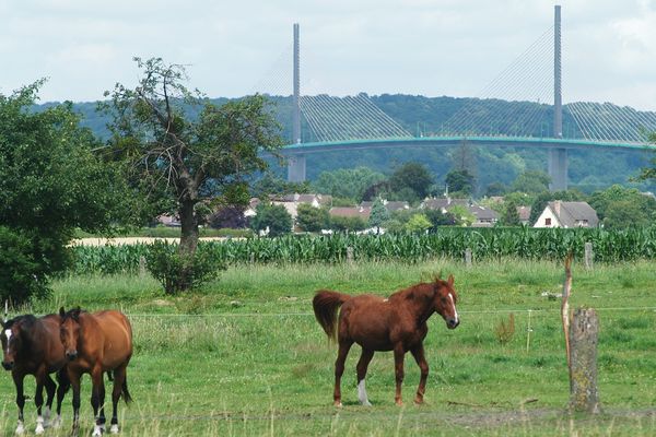 Le Pont de Normandie et des chevaux... tout un symbole de la Seine-Maritime.