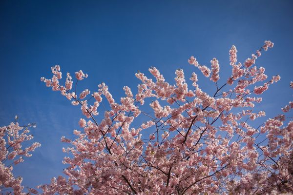 Ça sent presque le printemps en région Centre-Val de Loire. 